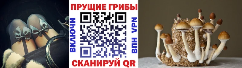 Купить  Нестеровская  Псилоцибиновые грибы GOLDEN TEACHER 